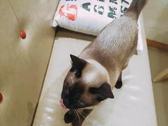 -藏猫猫咖啡主题馆(中央大道店)