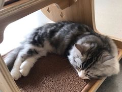 -飞行喵MR PILOT|猫舍·猫咖(静安大融城店)