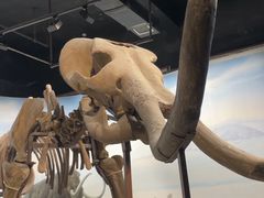-辽宁古生物博物馆