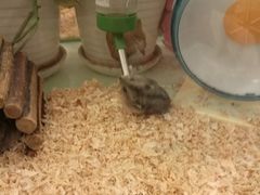 -龙猫仔乐园(惠福东路店)