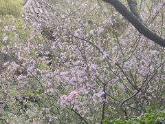 -杭州半山国家森林公园