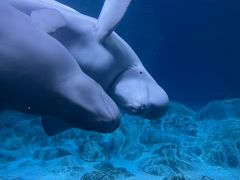 -珠海长隆海洋王国