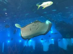 -瑞德姆美人鱼海底演艺主题餐厅(亚龙湾店)