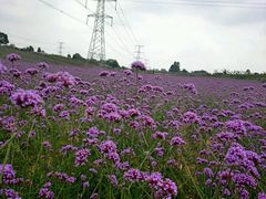 -紫颐香薰山谷景区