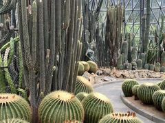 -深圳仙湖植物园