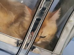 -守诺宠物医院·眼科· 特色牙科·异宠专科(虹口店)