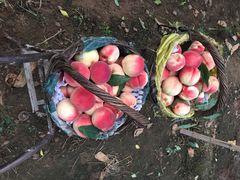 iphone_upload_pic-小慧大桃观光采摘园