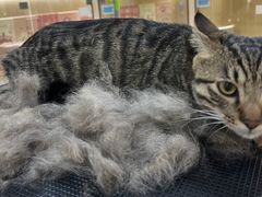 -momokira米努特·德文卷毛猫·棉花面纱犬