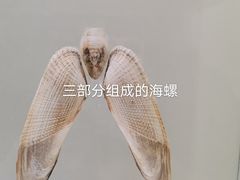 -青岛贝壳博物馆