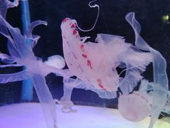 -左海海底世界