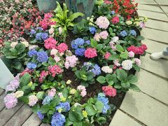 -石家庄市植物园