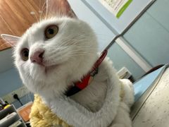 -纳吉亚猫专科动物诊疗中心(蒋宅口分院)