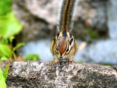 -五营红松林海景区