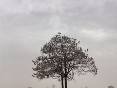 -汉长安城未央宫国家考古遗址公园