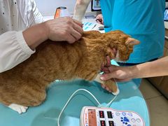 -艾贝尔宠物医院·24H转诊中心·肿瘤猫专科(江宁双龙店)