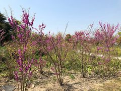 -锦江中华村农家乐饭庄