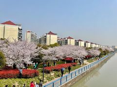 -高东镇樱花园
