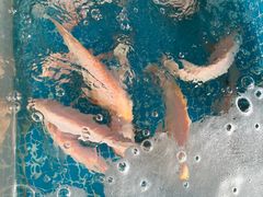 -小海豚•老字号海鲜餐厅(天涯店)