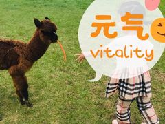 -大连铭湖国际观光牧场