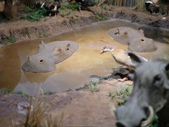 -陕西自然博物馆