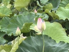 -贵阳市花溪国家城市湿地公园