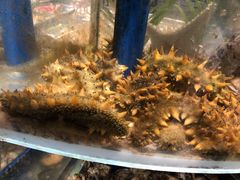 -小螺号海鲜·地道鲁菜(泉城广场店)