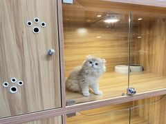 -猫十亿·布偶金渐层·曼基康矮脚猫舍(青年路店)
