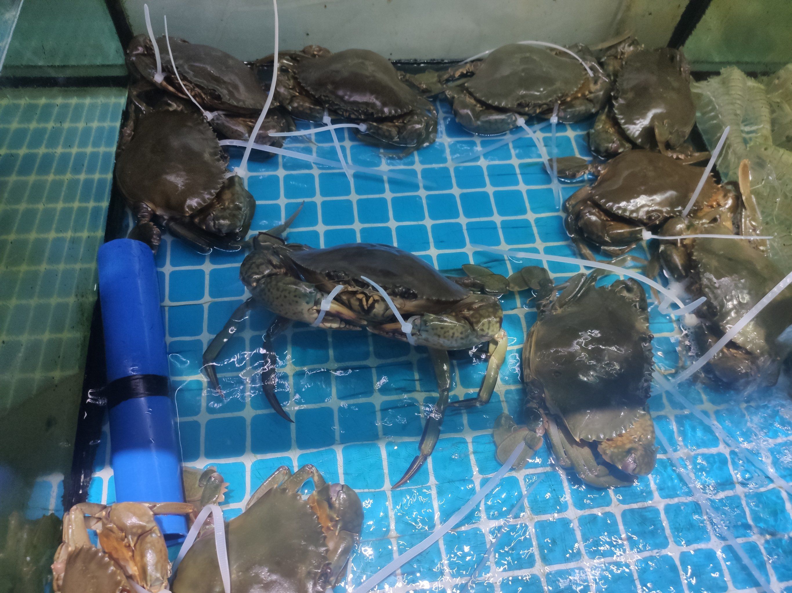 新鲜的红花蟹味道还是很不错的