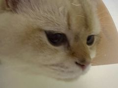 -关爱宠物医院·猫科中心·消化科(滨湖万达分院)