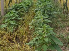 -马陆小张葡萄园农家乐