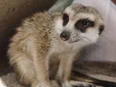 -Honey Bacca 哈尼芭卡高端萌宠(朝阳大悦城店)