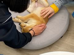 -浣熊柯尔鸭土拨鼠·电玩咖