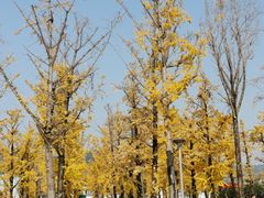 -两江幸福广场