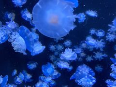 -成都浩海立方海洋公园