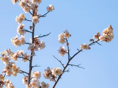 -梅花山(明孝陵内)