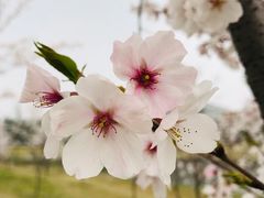 -同济大学(嘉定校区)