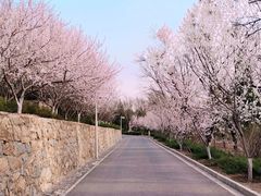 -河北省园博园