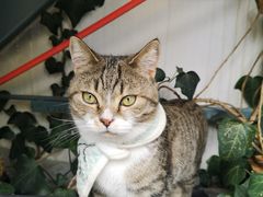 -喵屿·大理花园猫咖