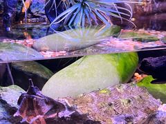 -上海海洋水族馆
