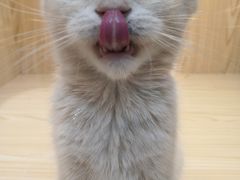 -屋虎猫馆(宝安大仟里店)