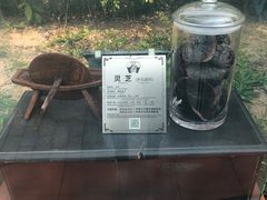 -广州神农草堂中医药博物馆