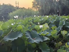 -洛阳市隋唐城遗址植物园