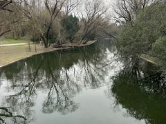 -上海共青森林公园