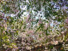 -深圳国际园林花卉博览园