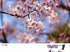 -顾村公园