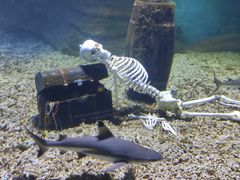 -秦皇岛乐岛海洋王国