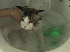 -山宅一喵德文卷毛猫舍