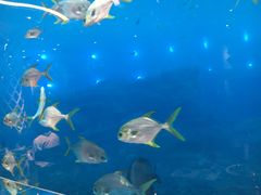 -瑞德姆美人鱼海底演艺主题餐厅(亚龙湾店)
