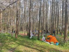 -上海共青森林公园