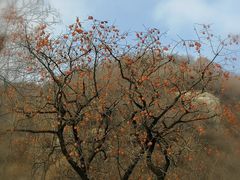 -终南山国家森林公园